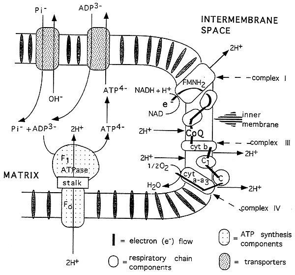 Electron Transport