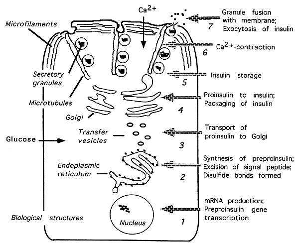 Glucagon biosynthesis