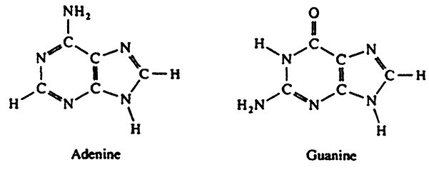 nucleotides-composition-and-structure