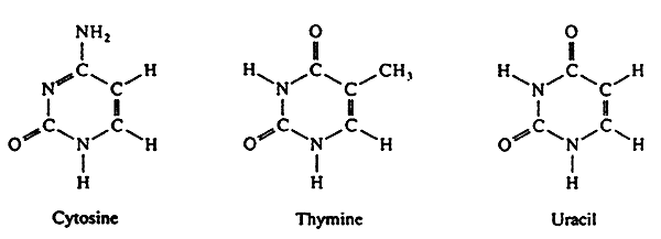 pyrimidine nucleotide