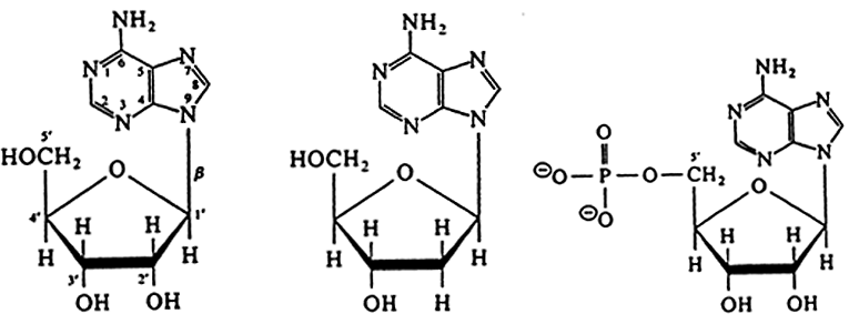 nucleotide molecule structure