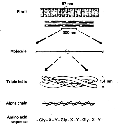 fibrous protein molecular structure