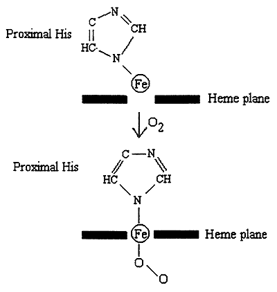 oxygen heme bound to hemoglobin