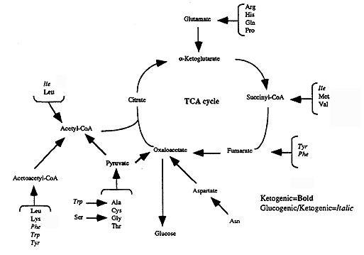 Amino acid breakdown