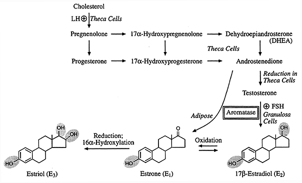 Sex Steroid Hormones