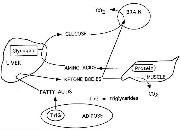 homeostasis in humans diagram