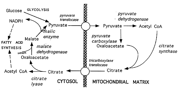 acetyl coa carboxylase pathway