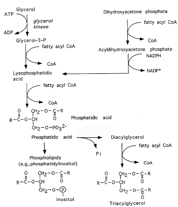 triacylglycerol synthesis