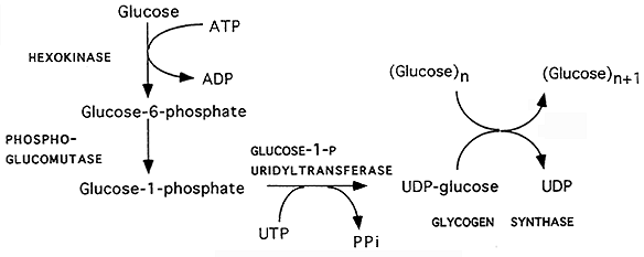 synthesis of glycogen from glucose 6 phosphate