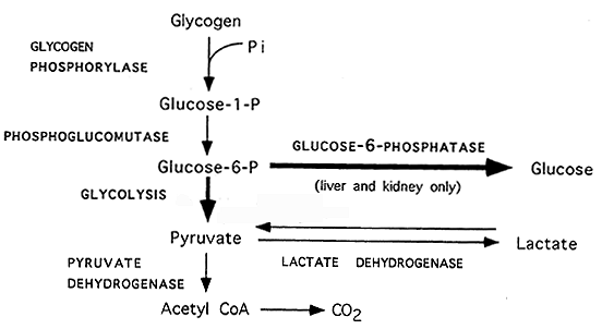 Glycogen Metabolism