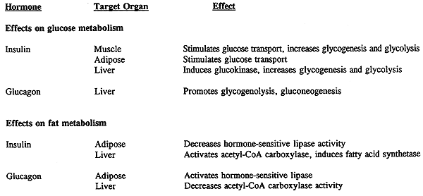 How The Menstrual Cycle Affects Glucose Levels and Performance