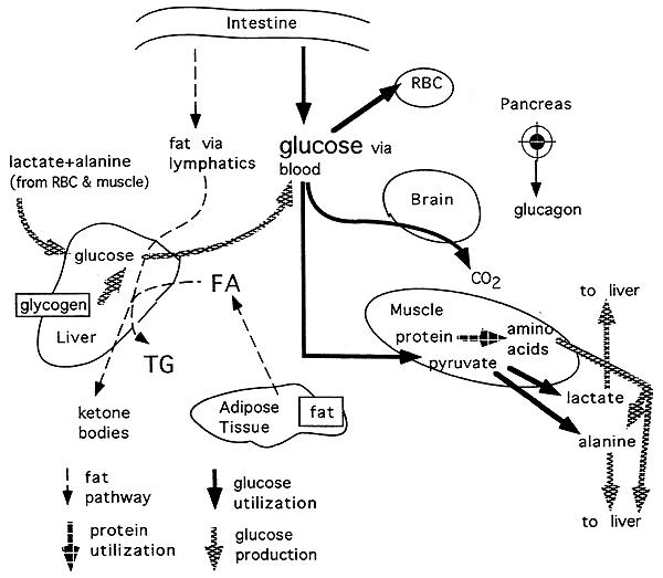 homeostasis in humans diagram