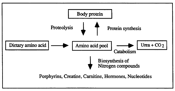 nitrogen in amino acids