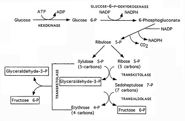 Ribose sugar and glycolysis