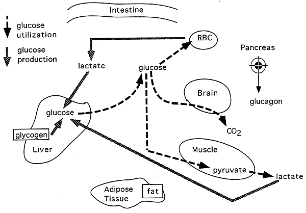 homeostasis blood sugar regulation