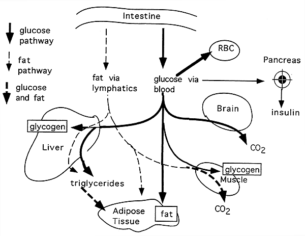 Maintaining normal sugar homeostasis