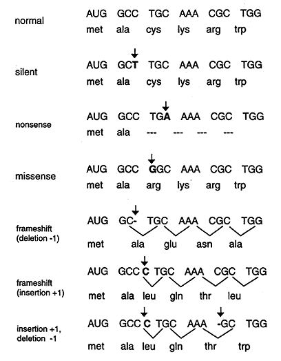 All mutations and their apperances?