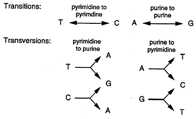 dna mutation