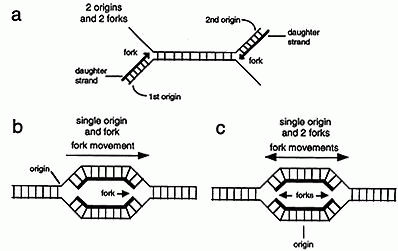 Dna Synthesis