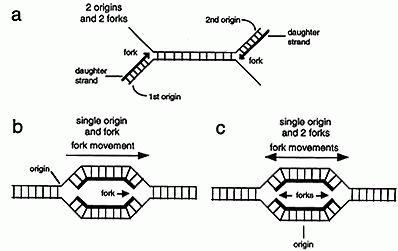 what is the template strand also called