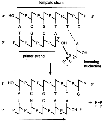 Dna Synthesis