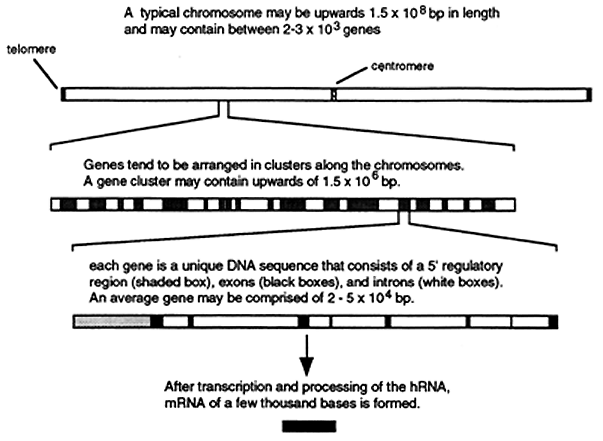 gene dna sequence