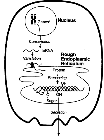 simple protein synthesis animation