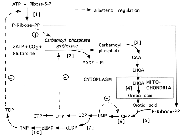 pyrimidine synthesis orotic acid