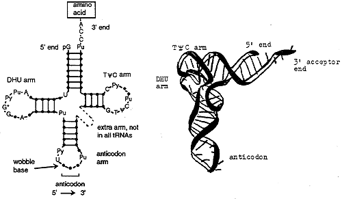 the two processes of protein synthesis are