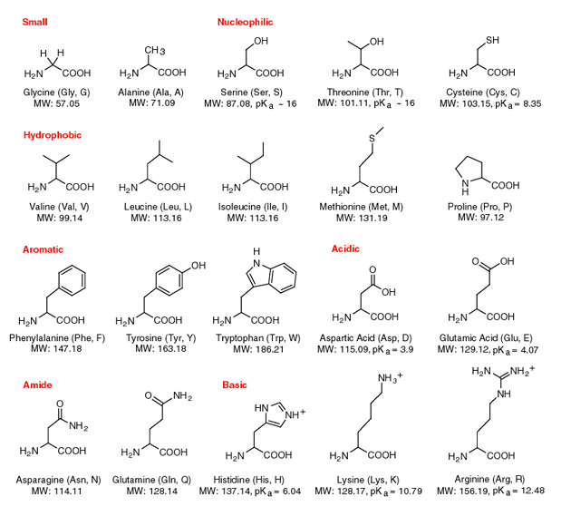 Is glycine online hydrophobic